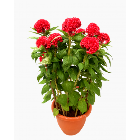 Cockscomb 鸡冠花 Potted CNY Plant