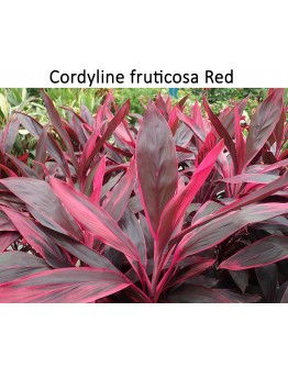 Cordyline Fruticosa 