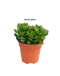 Crassula Jade Plant 钱生钱
