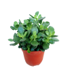 Crassula Jade Plant 玉树