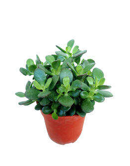 Crassula Jade Plant 钱生钱