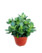 Crassula Jade Plant 钱生钱