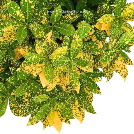 Croton Gold Dust