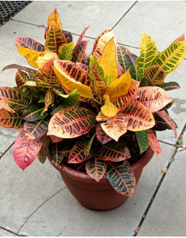 Croton Petra - Codiaeum Variegatum 'Petra'