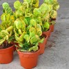 Yellow Croton - Codiaeum variegatum 'Yellow' P150