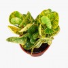 Yellow Croton - Codiaeum variegatum 'Yellow' P150