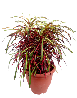 Croton Red Zanzibar