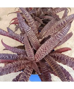 Cryptanthus Fosterianus