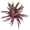 Cryptanthus Fosterianus