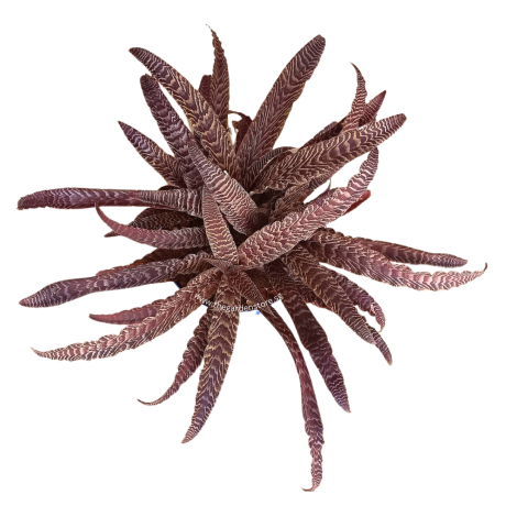 Cryptanthus Fosterianus
