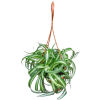 Curly Spider Plant ‘Bonnie’