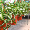 Curly Spider Plant ‘Bonnie’
