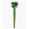 Curly Bamboo 转运竹 (3 stalks per bundle)