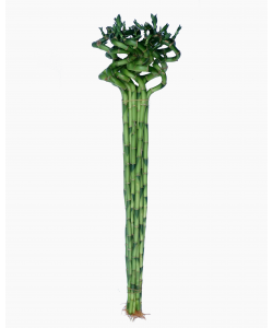 Curly Bamboo 转运竹 (3 stalks per bundle)