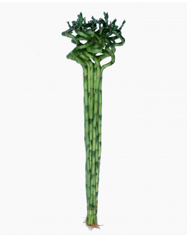 Curly Bamboo 转运竹 (3 stalks per bundle)