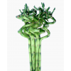 Curly Bamboo 转运竹 (3 stalks per bundle)