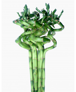 Curly Bamboo 转运竹 (3 stalks per bundle)