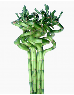 Curly Bamboo 转运竹 (3 stalks per bundle)