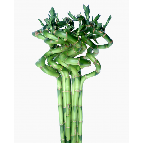 Curly Bamboo 转运竹 (3 stalks per bundle)