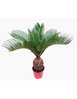 Cycas revoluta Japanese Sago Palm