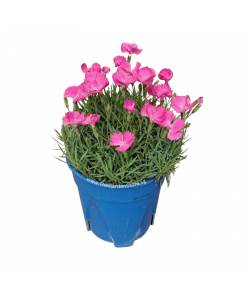 Dianthus