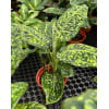 Dieffenbachia seguine Cheetah
