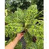 Dieffenbachia seguine Cheetah