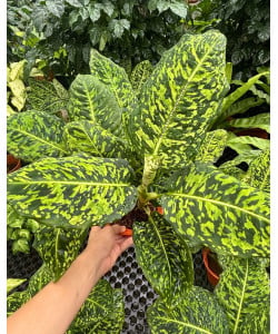 Dieffenbachia seguine Cheetah