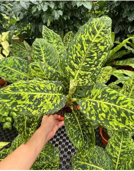 Dieffenbachia seguine Cheetah