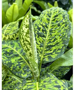 Dieffenbachia seguine Cheetah