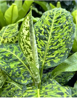 Dieffenbachia seguine Cheetah