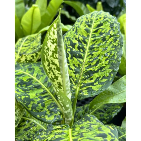 Dieffenbachia seguine Cheetah