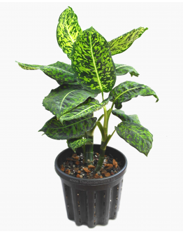 Dieffenbachia seguine Cheetah