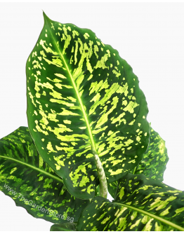 Dieffenbachia seguine Cheetah