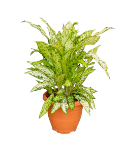 Dieffenbachia Starbright 