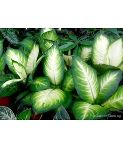 Dieffenbachia Tropic Marianne