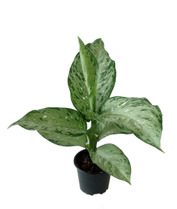 Dieffenbachia Memoria Corsii Americano