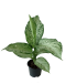 Dieffenbachia Memoria Corsii Americano