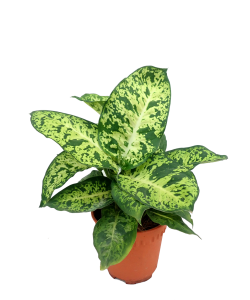 Dieffenbachia Galaxy