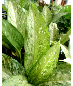 Dieffenbachia Memoria Corsii Americano