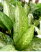 Dieffenbachia Memoria Corsii Americano