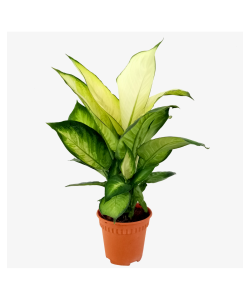 Dieffenbachia Tropic Marianne