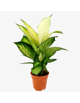 Dieffenbachia Tropic Marianne
