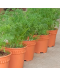Dill Potted Herbs
