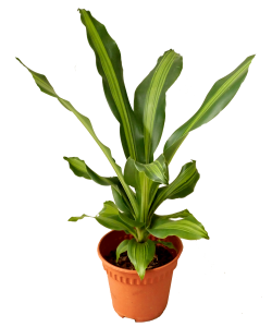 Dracaena Massangeana 1ft