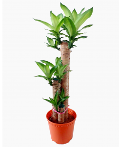 Dracaena fragrans Iron Tree (3 in 1) 铁树