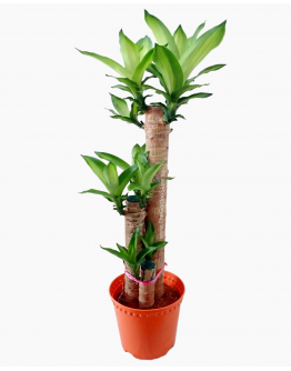 Dracaena fragrans Iron Tree (3 in 1) 铁树