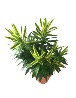 Dracaena reflexa Variegated