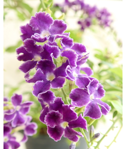Duranta Purple Flowers with white edge