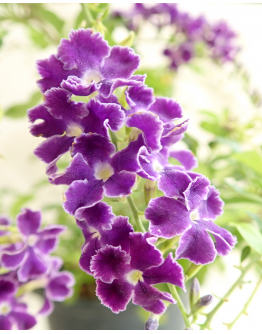 Duranta Purple Flowers with white edge